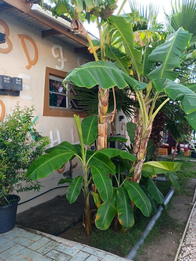 Apartmán Aruba Backpackers Oranjestad Exteriér fotografie